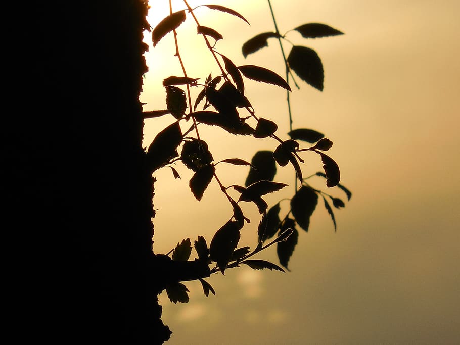 wallpaper, silhouette, background, design, pattern, nature HD wallpaper