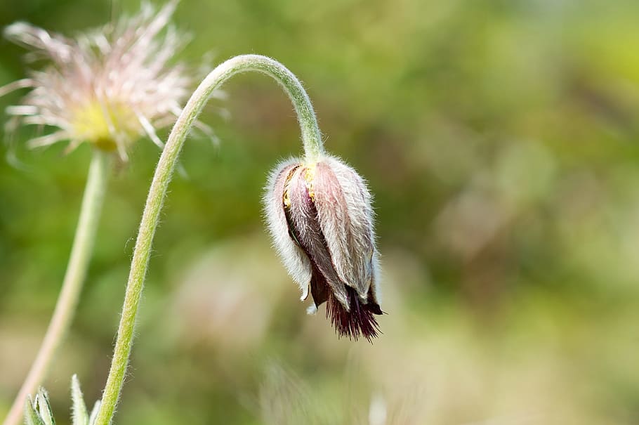pasque flower, blossom, bloom, bud, summer, garden, green, floral HD wallpaper