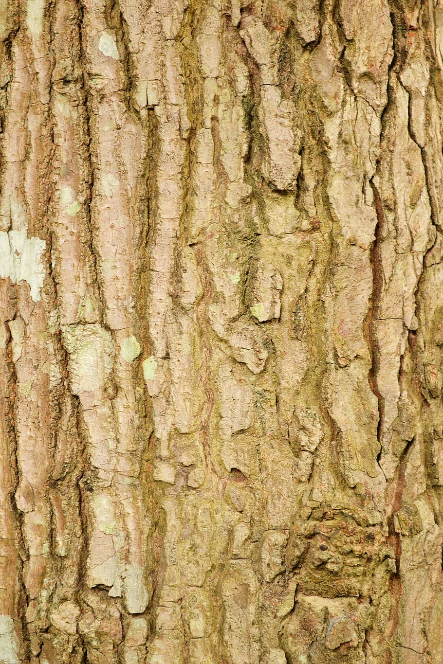 tree bark, tree trunk, tree surface, organic, agriculture, outdoors HD wallpaper