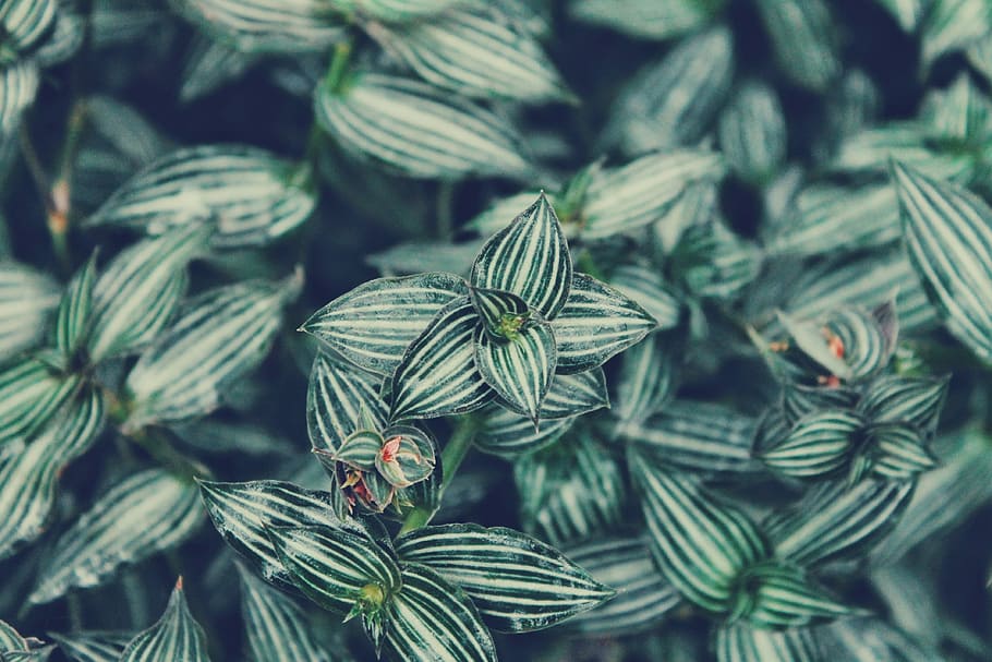 shallow depth of field of striped leafed plant, macro shot photo of green leaves HD wallpaper