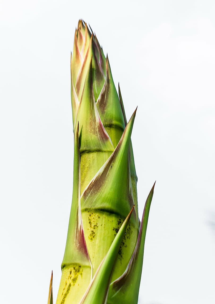 agave root, agave flower, green color, no people, studio shot HD wallpaper