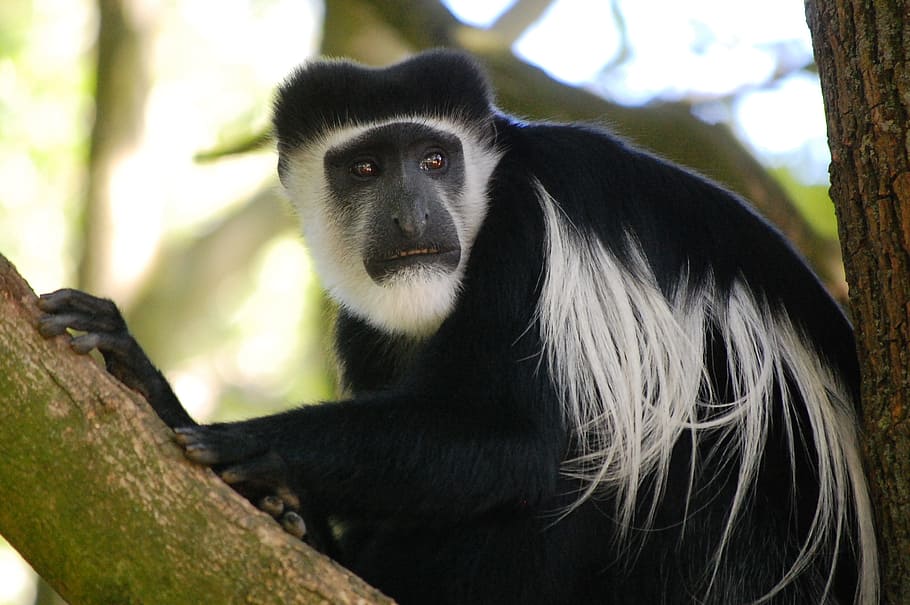 monkey, black, animal, nature, fur, primate, black and white HD wallpaper