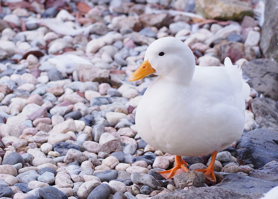 Duck, 鶩, Bird, 家鴨, one animal, nature, animal themes HD wallpaper