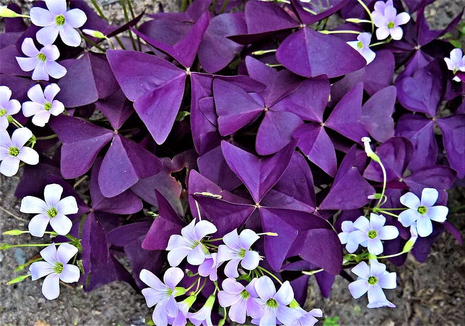 purple flowers on ground, plant, sorrel, common sorrel plant, HD wallpaper