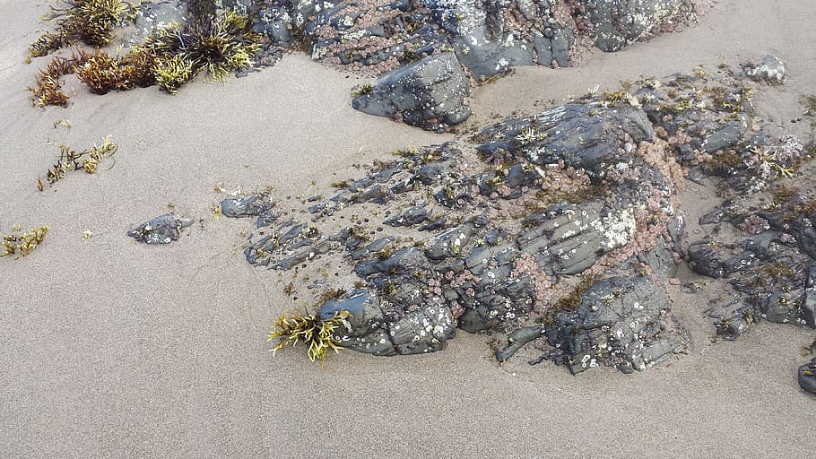 sand, beach, coast, rock, ocean, shore, seaweed, animals in the wild HD wallpaper