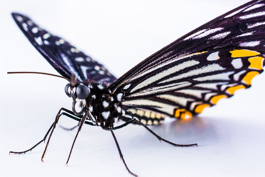 Butterfly, Insect, Close, no people, close-up, animal wildlife HD wallpaper