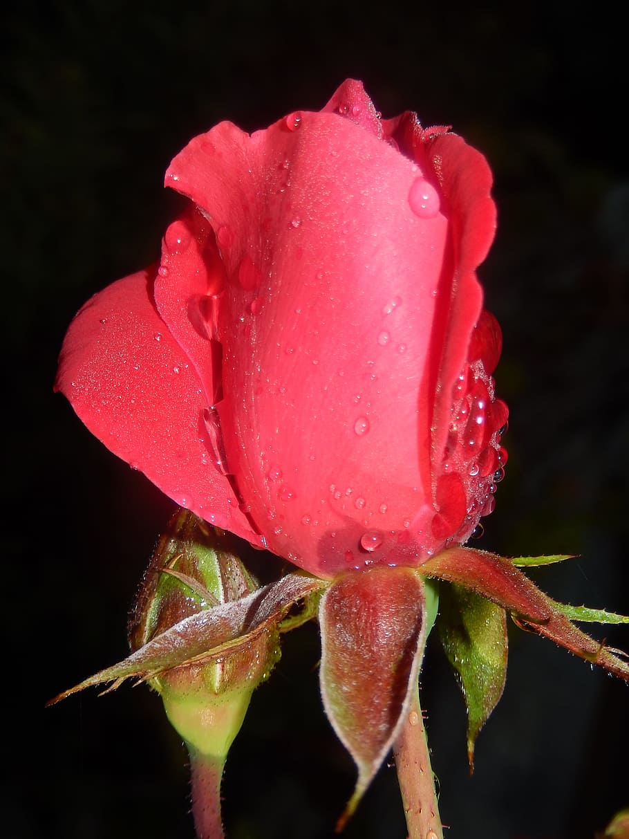 Pink, Flower, Spring, drop, red, nature, petal, fragility, flowering plant HD wallpaper