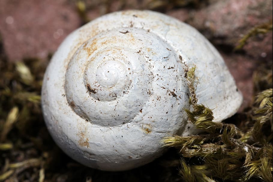 snail, shell, snail shells, nature, spiral, molluscs, animals HD wallpaper