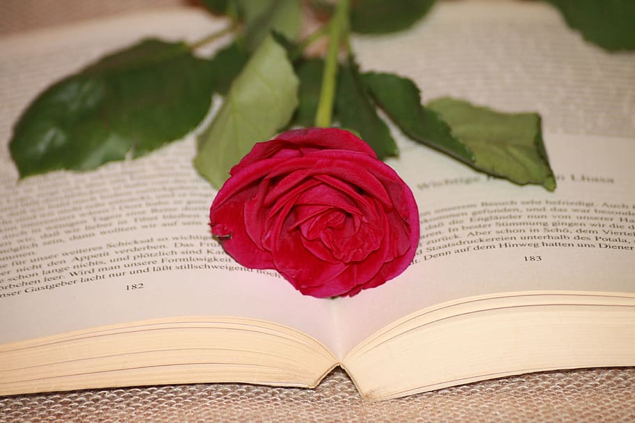 red rose on book, read, literature, publication, plant, flower HD wallpaper