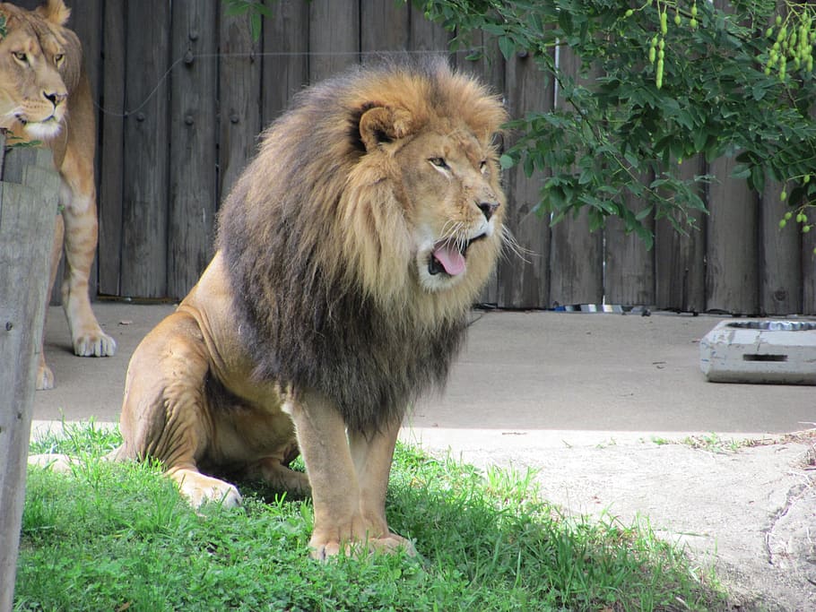 male lion on grass, animal, mammal, wildlife, carnivore, jungle, HD wallpaper