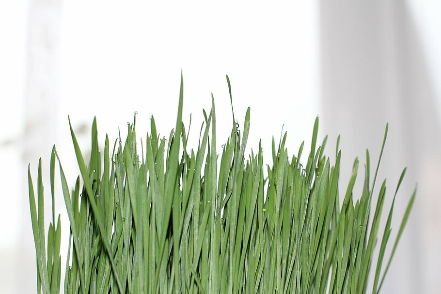grass, drop of water, wheatgrass, green color, growth, plant, HD wallpaper