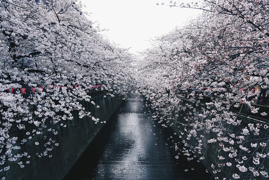 black concrete pavement between sakura trees during daytime, white and pink petaled flowers HD wallpaper