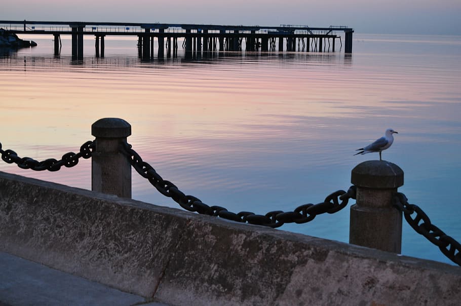 waterfront, pier, seagull, shoreline, shorebird, beach, outdoors HD wallpaper