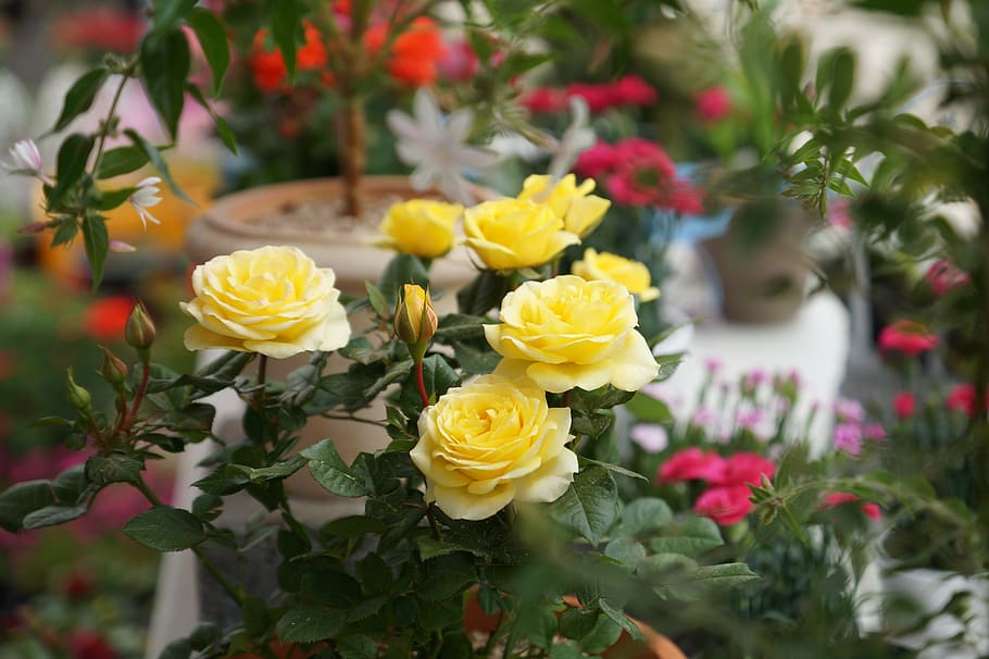yellow roses, flowers, may, flowering plant, freshness, beauty in nature HD wallpaper