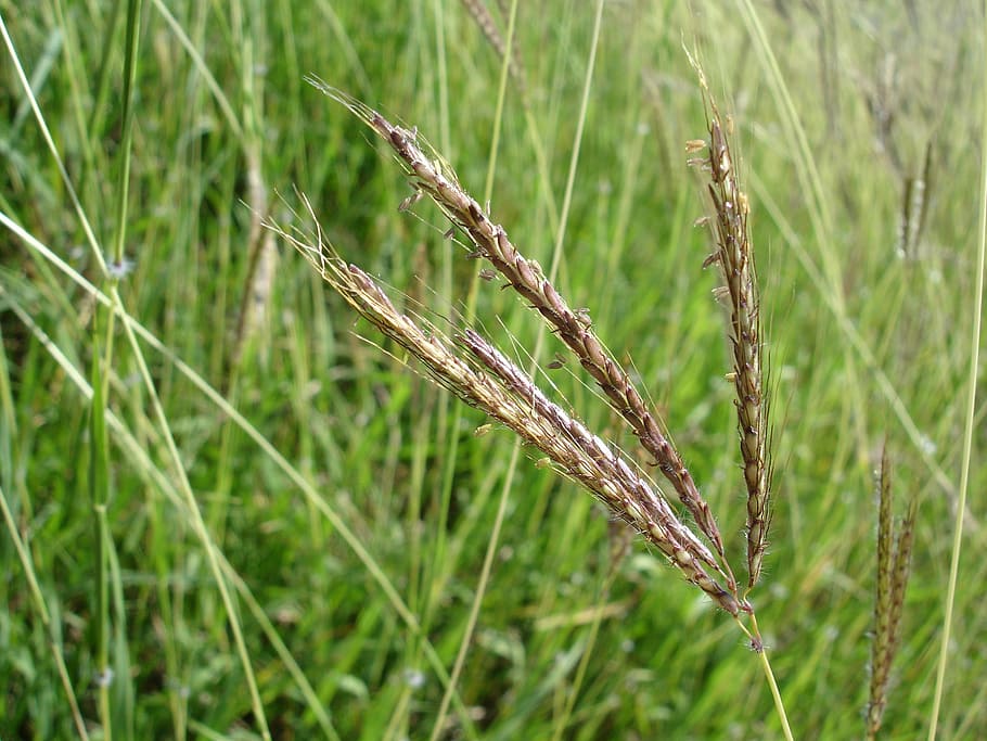grass, stem, green, zoom, foreground, stems, plant, cereals HD wallpaper