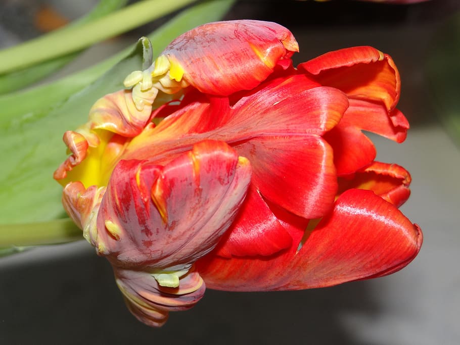 Spring, Tulips, Colorful, Bloom, birthday, joy, flowers, freshness HD wallpaper