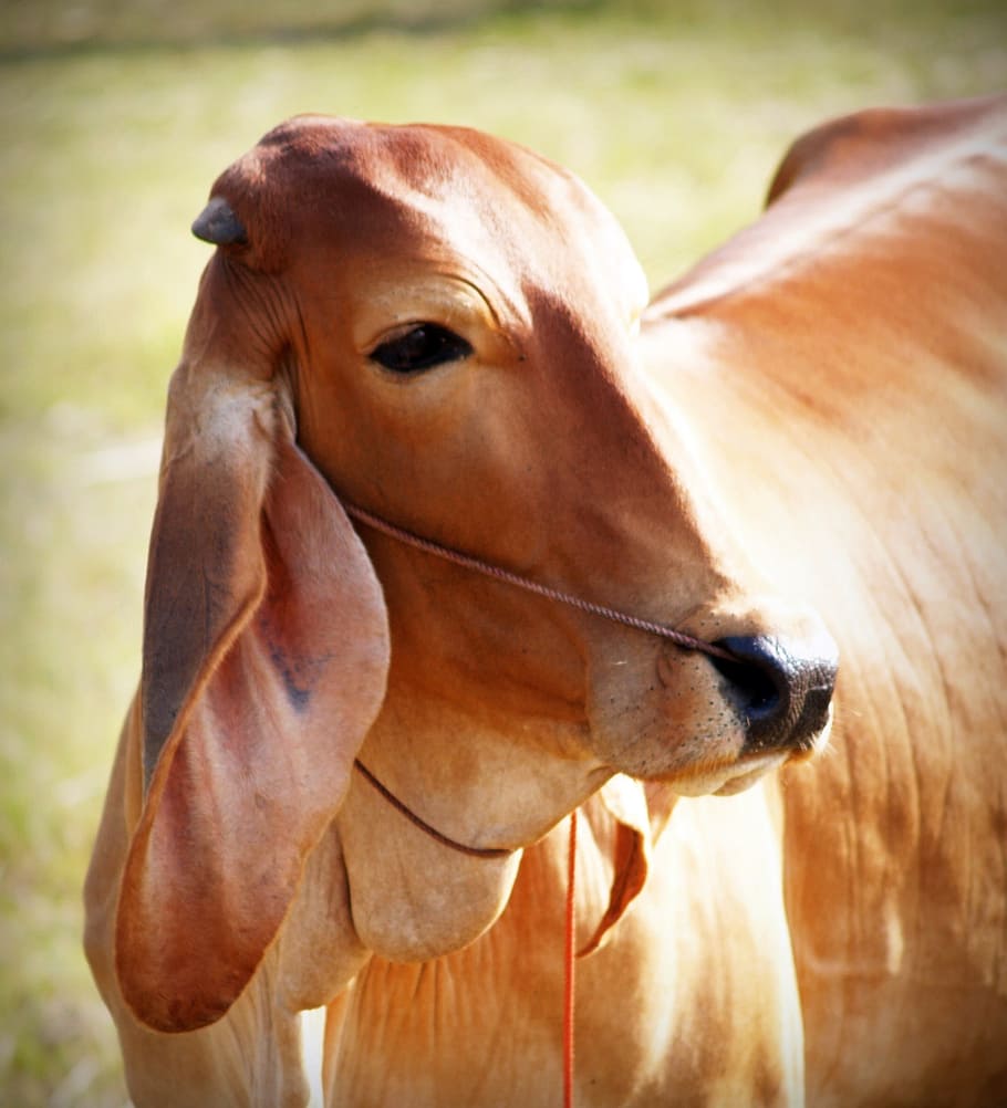 brown, white, background, isolated, snout, agriculture, mammal HD wallpaper