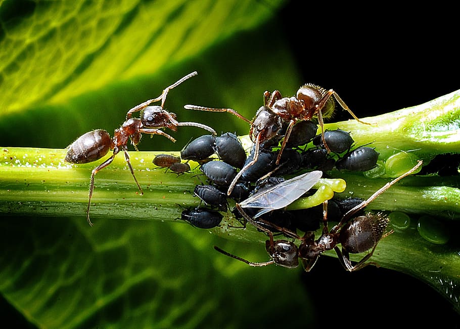macro photography of three carpenter ant on plant, ants, aphids, HD wallpaper