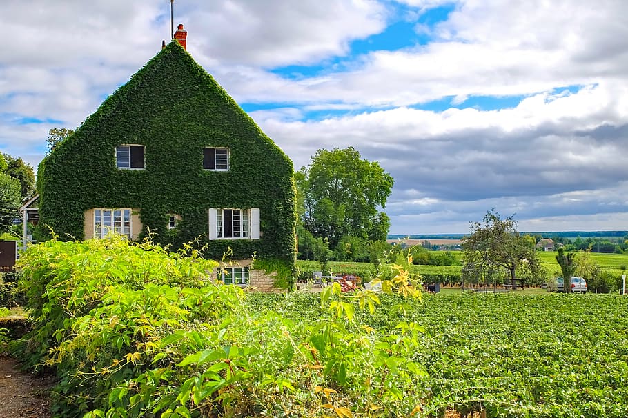 house, home, ivy, vine, garden, landscape, summer, bourgogne, HD wallpaper