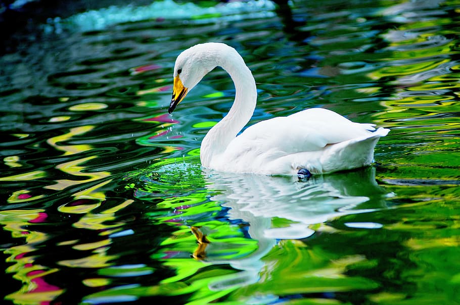 HD wallpaper: swan, beautiful, animal, water, animal themes, animals in the  wild | Wallpaper Flare