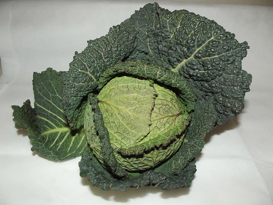 cabbage, leafy, green, food, vegetable, healthy, fresh, vegetarian HD wallpaper