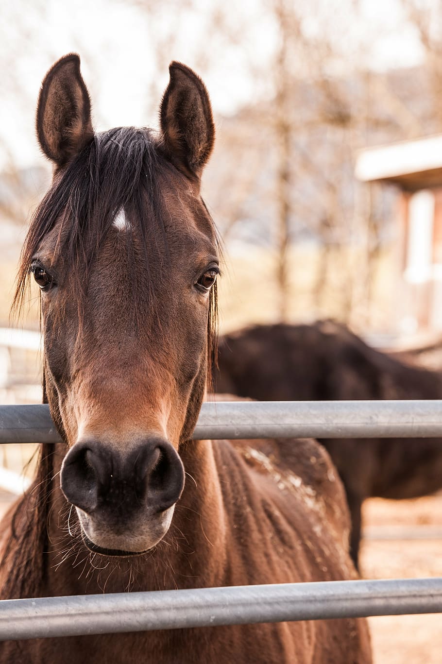 animal photograph of brown horse, arabs, stallion, ride, horse head HD wallpaper