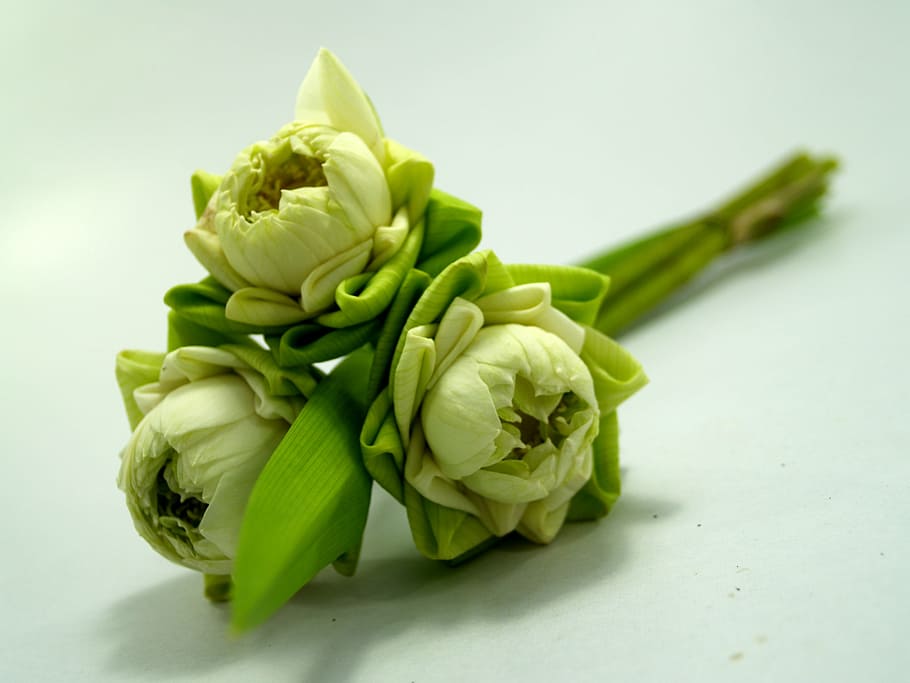 white, flower, lotus, decoration, blooming, aquatic, warm, spark HD wallpaper