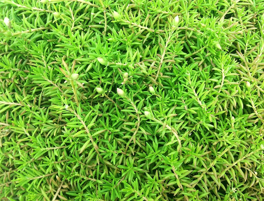 green, nature, texture, green Color, backgrounds, grass, plant HD wallpaper