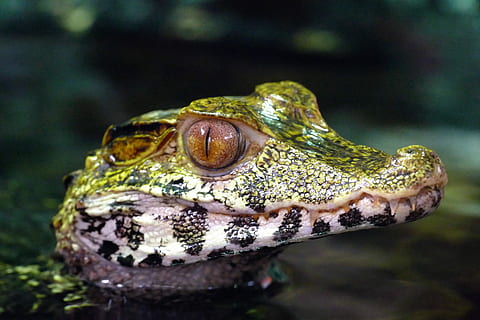 green and white crocodile selective focus photography, caiman HD wallpaper