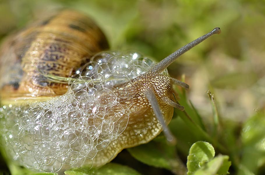 snail, bubbles, mollusk, animal wildlife, animal themes, close-up HD wallpaper