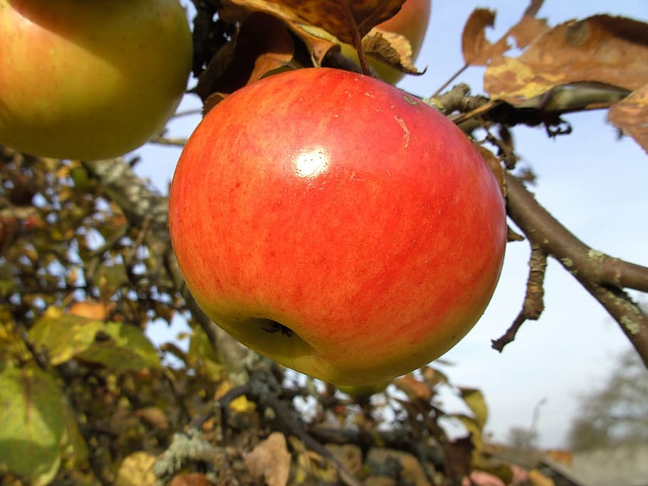apple, apple tree, autumn, harvest, fruit, red, branch, leaves HD wallpaper