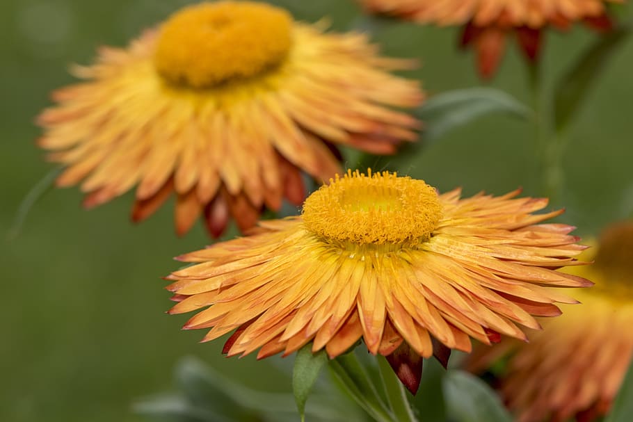italicum, flower, forever, background, yellow, plant, blossom HD wallpaper