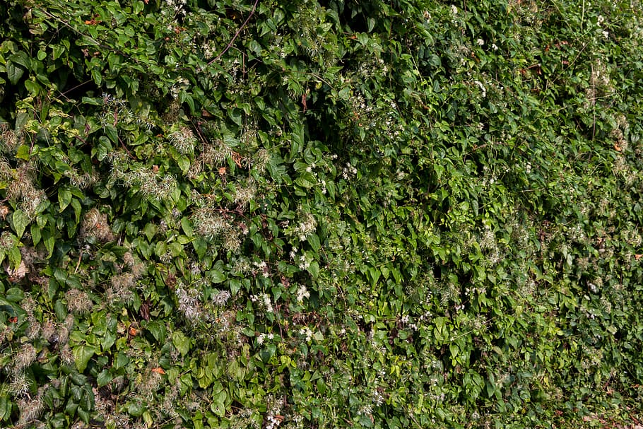 background, green, nature, pattern, texture, plant, light, leaves HD wallpaper