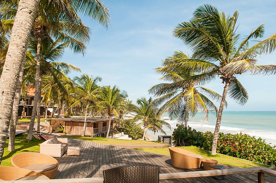 palm trees near ocean under sunny sky, brown patio couch under the green palm tree HD wallpaper
