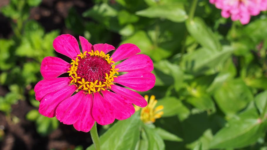 Flower, Zinnia, Garden, Plot, Nature, the plot, zinnia daliowa HD wallpaper