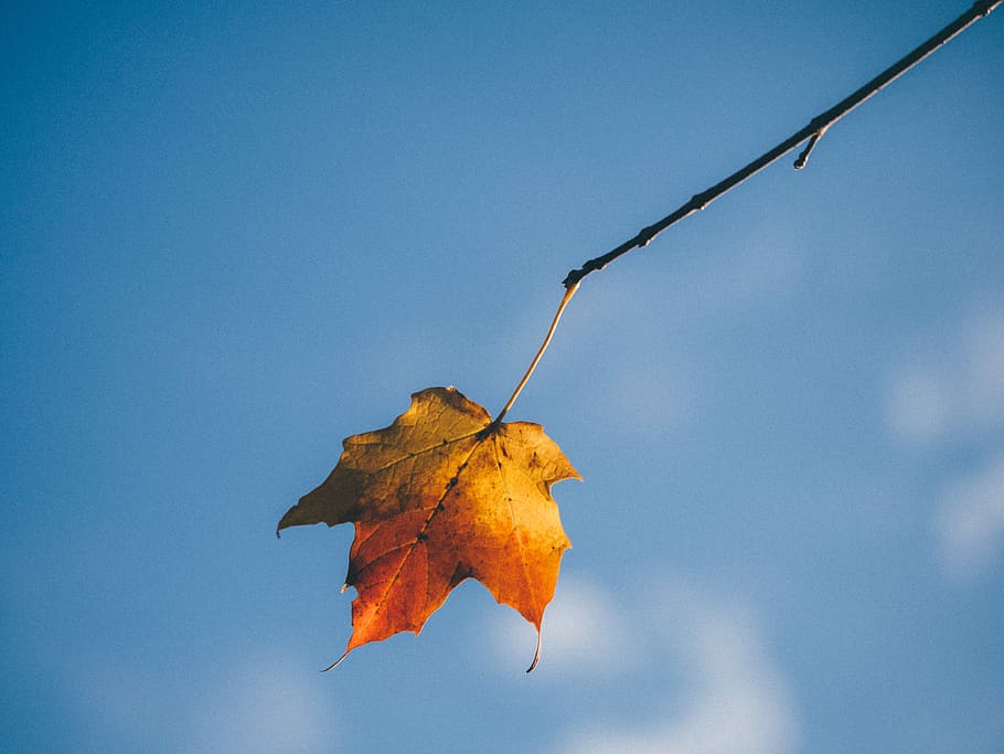 selective focus of yellow and red maple leaf, orange maple leaf HD wallpaper
