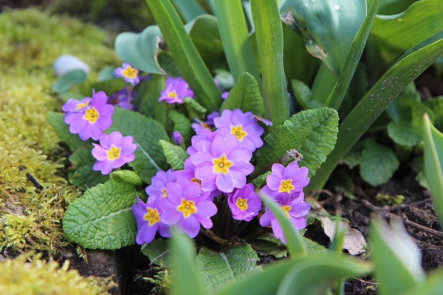 primrose, purple flowers, plant, flowering plant, growth, beauty in nature HD wallpaper