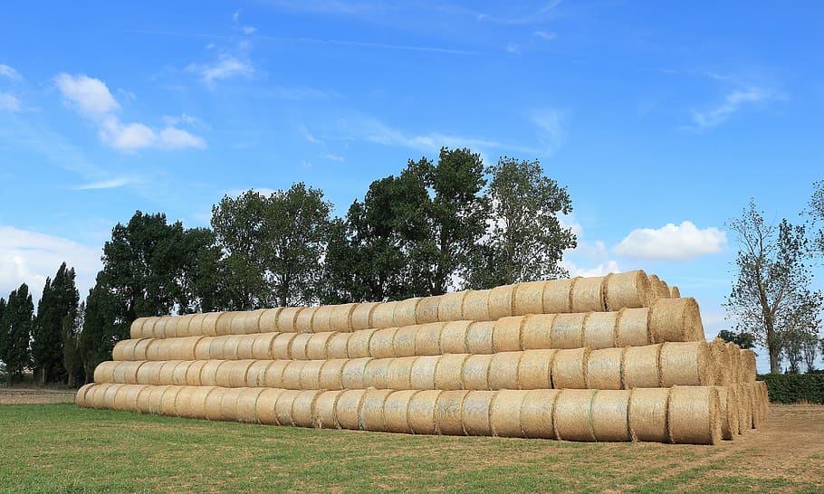 straw, straw bales, field, round bales, summer, agriculture, HD wallpaper