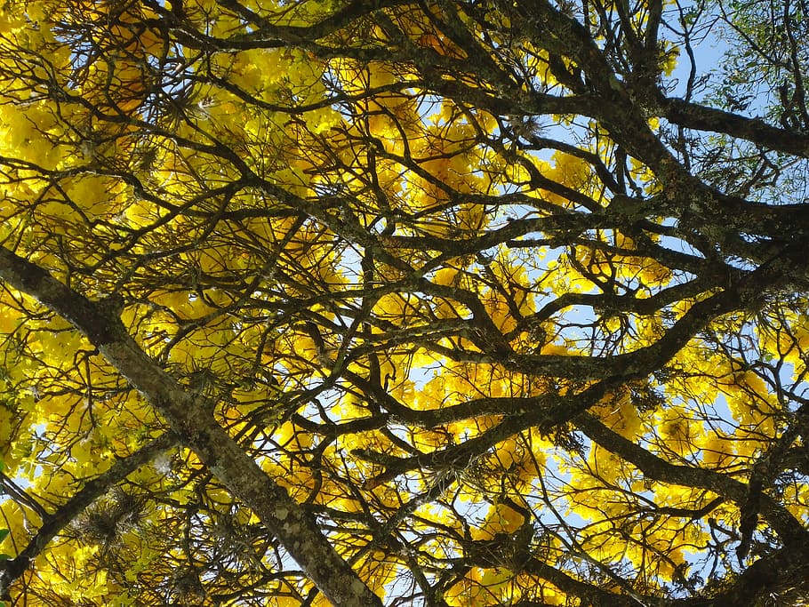 flying, leaves, flowers, ipê, life, tree, plant, low angle view HD wallpaper