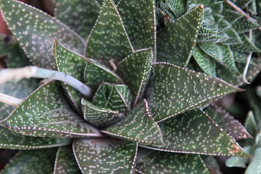 leaf, flora, nature, tree, pattern, aloe, plant, garden, backdrop HD wallpaper