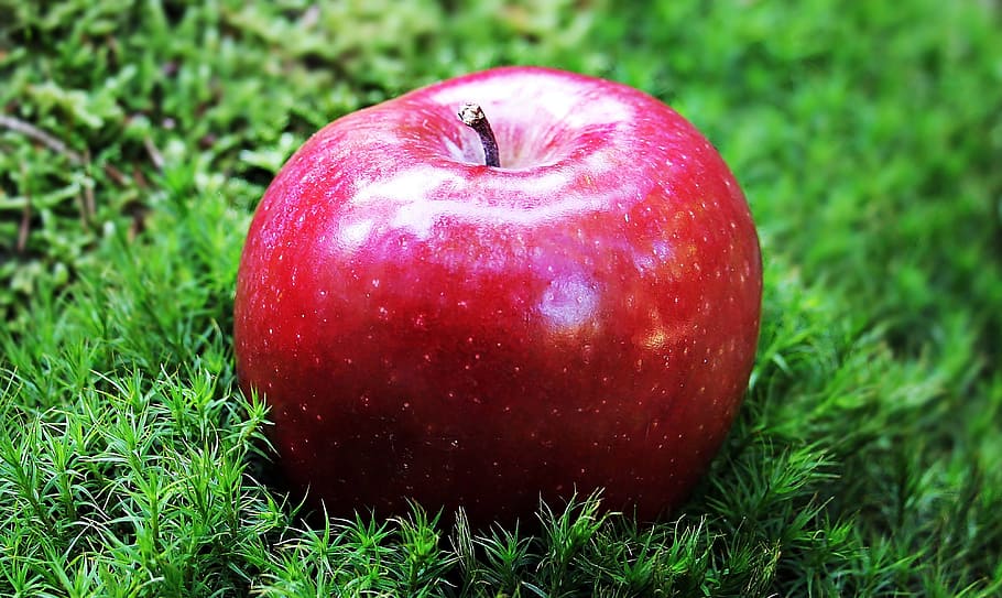 red apple on grass field, red chief, fruit, frisch, vitamins HD wallpaper