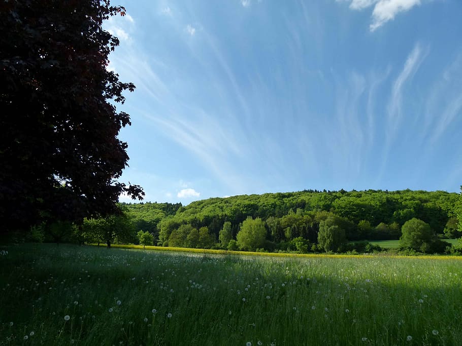 forest, sky, mood, clouds, nature, landscape, trees, blue, meadow HD wallpaper