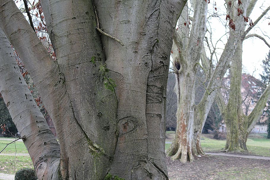 tree, bark, log, structure, wood, tree trunk, plant, growth HD wallpaper