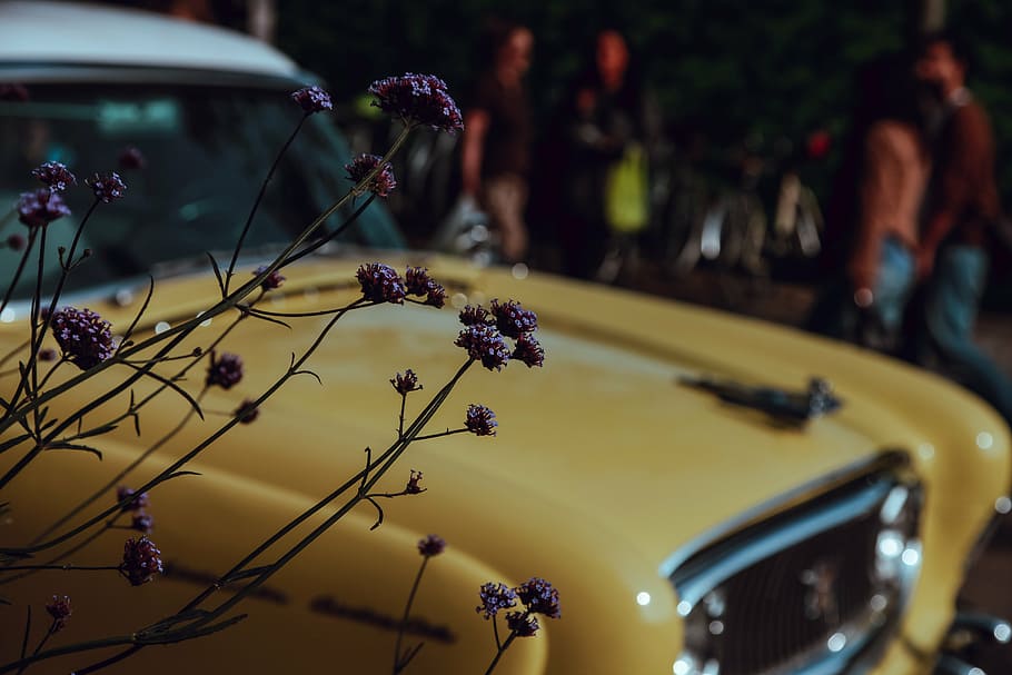 purple verbena flowers beside classic yellow vehicle, car, vintage