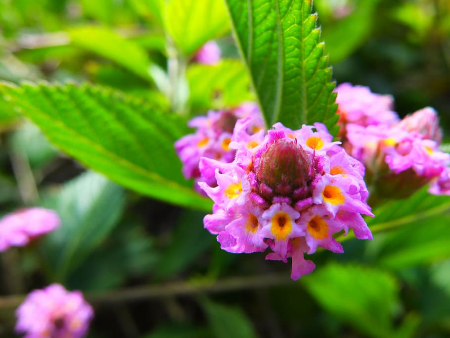flower, plant, nature, spring, summer, floral, leaf, blossom HD wallpaper