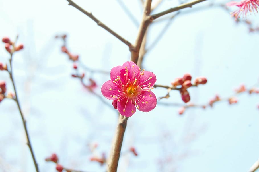 pink cherry blossom in selective focus photography, red plum HD wallpaper