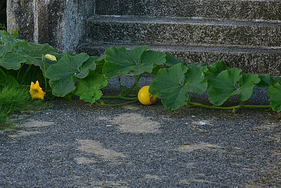 Pumpkins, Vegetables, Yellow, Garden, flower, spring, cucurbits HD wallpaper