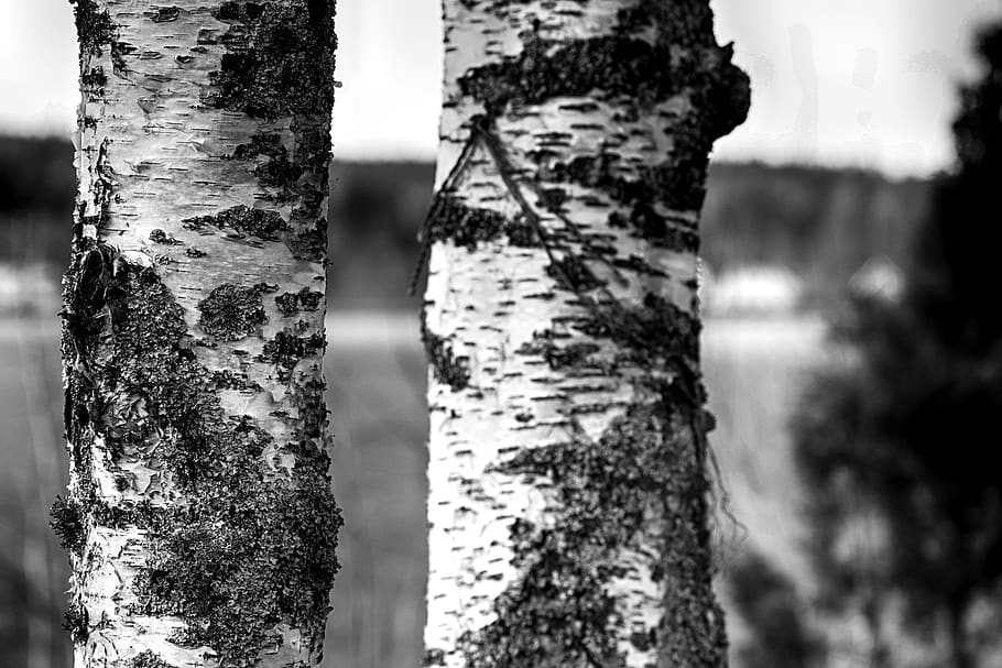 birch, tree, wood, nature, trunk, tree trunk, plant, focus on foreground HD wallpaper