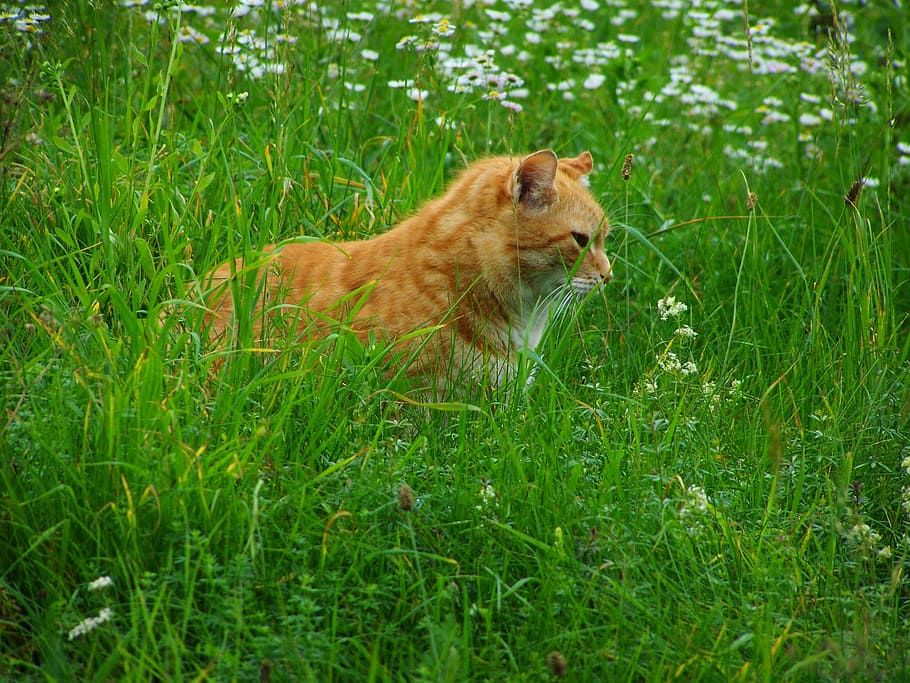 cat, red tabby, pets, one animal, animal themes, plant, mammal HD wallpaper