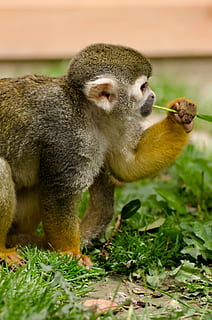 monkey, amazon, squirrel, rainforest, tree, snout, america HD wallpaper